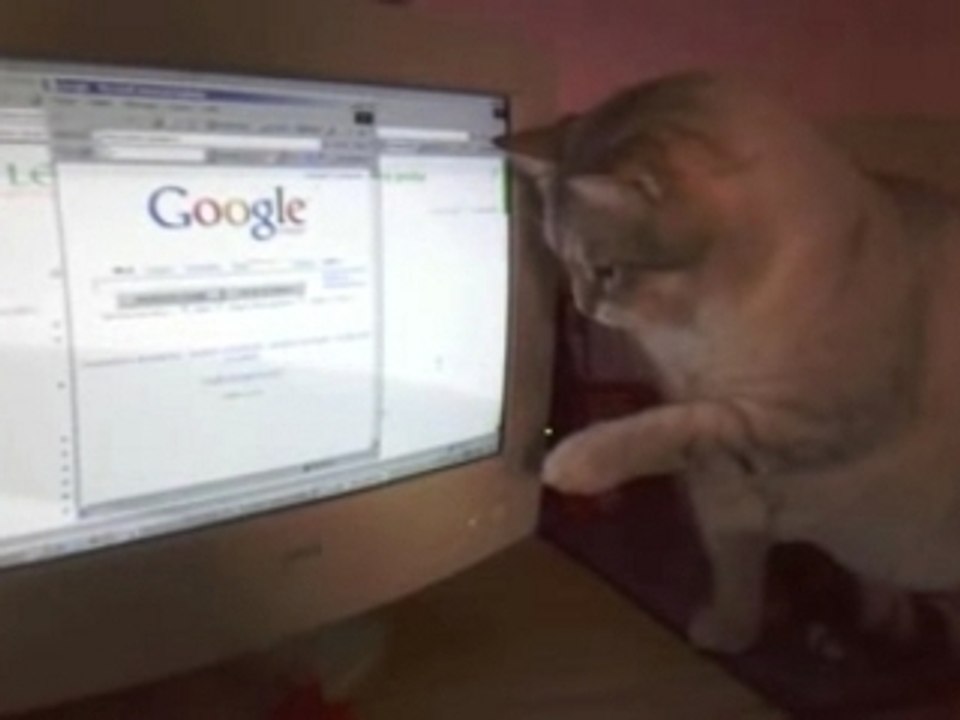 chat ! BB qui louche.