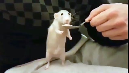 Incroyable : Il donner à manger à un rat son animal de compagnie !