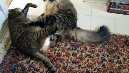 Bataille entre deux gros chats paresseuse - Catégorie poid lourde