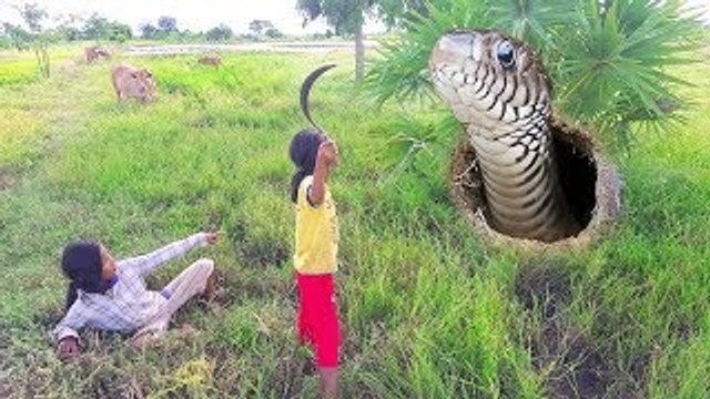 Terrifying!! Caught Big Snake While Cutting Grass For Cows by Two Sisters