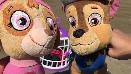 Patrulla canina español EL JOKER A LA CARCEL POR HACER CACA O POPO EN LA PLAYA/nuevo paw patrol