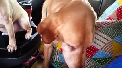 Best Funny of Animals Deliver the News
