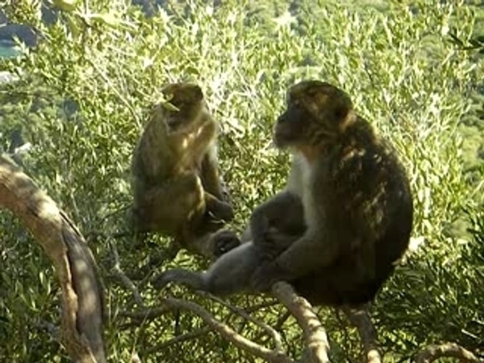 L'homme descend du singe ???