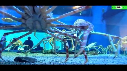 Top 10 Animales Más Grandes Del Mundo Y De La Historia