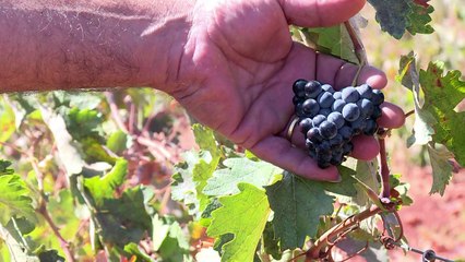 Turning weed into wine in Lebanon