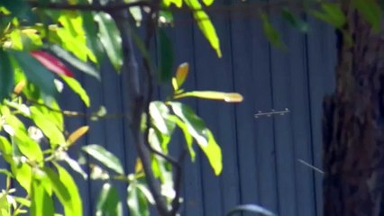 Flying Rods Skyfish & Orbs