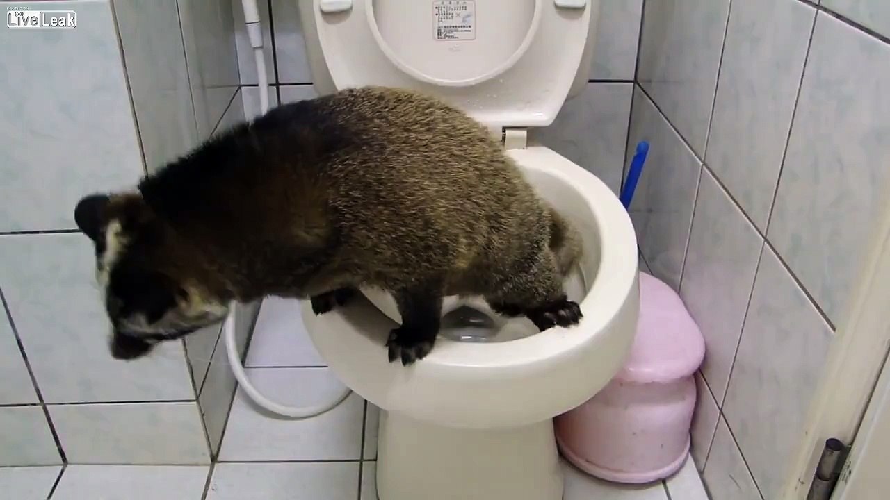 Coon Takes A Dump In The Toilet.