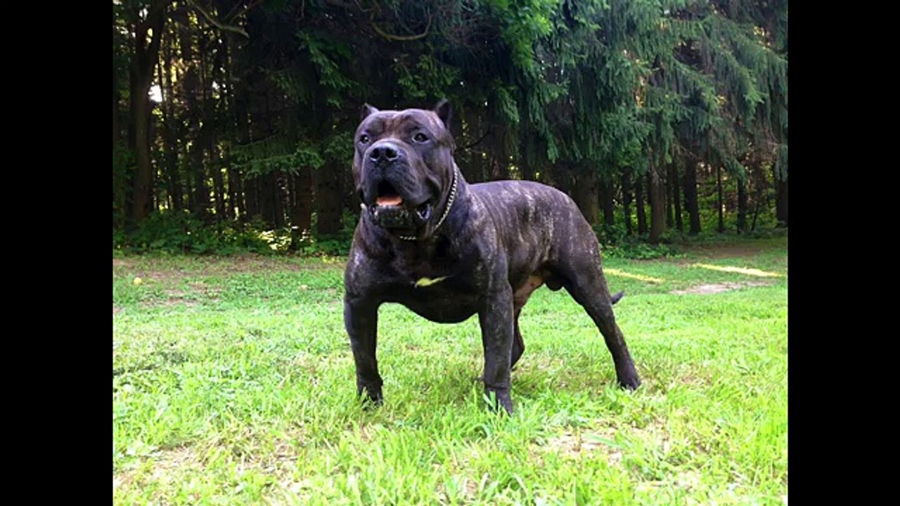 Köpek dövüşleri ve köpek kavgası hakkında !!! ve köpek saldırıları !