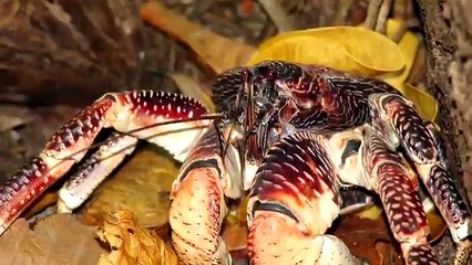 11 Bizarre Nightmare Animals