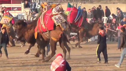 هذا الصباح-مصارعة الجمال.. مسابقة حمت الإبل التركية من الانقراض