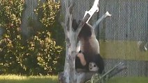 Compilation de chutes de pandas