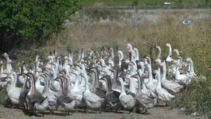 Genç Çiftçi Projesi ile Kaz Çiftliği Kurdu