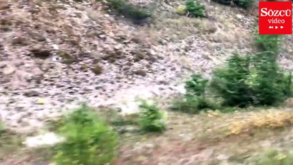 Yola çıkan kurt araba kovaladı