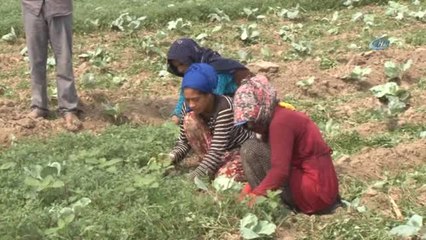 Başlık Parası İçin Tarlada Çalışıyor