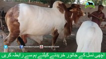 684 || Qurbani Bull || 2018 || 2019 || Karachi Sohrab Goth || Pakistan Cattle Expo