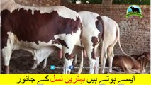 686 || Qurbani Bull || 2018 || 2019 || Karachi Sohrab Goth || Pakistan Cattle Expo
