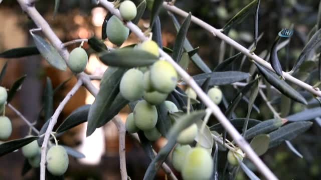 Edremit Ziraat Odası Meclis Başkanı Cahit Çetin: 300 Bin Ton ile Zeytinyağında Dünya İkincisi...