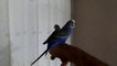 Sevimli Maviş Muhabbet Kuşları