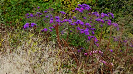 Five Seasons: The Gardens of Piet Oudolf Trailer #1 (2017)