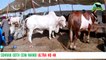 673 || Cow Mandi Ultra HD 4K || Sibi Bhagnari Bull || Bakra Eid in Karachi Pakistan