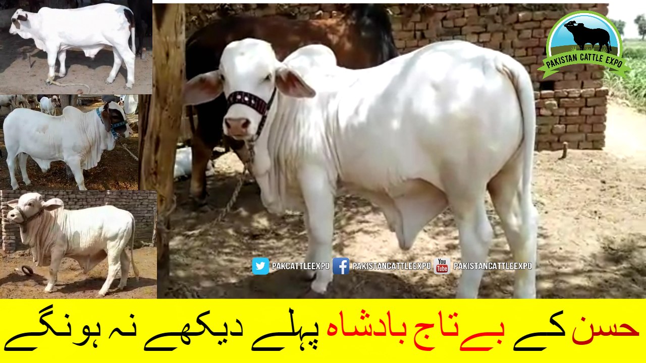 680 || Qudrat ki Shaan || Husn kay Be Taj Badshah || Amazing Animals White Nukhra