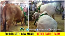 682 || Most Expensive Bulls || Afridi Cattle Farm || Sohrab Goth Cow Mandi || 2018 || 2019