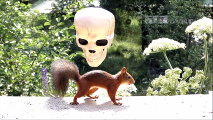 Squirrels celebrating Halloween