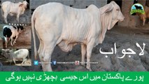 691 || Amazing Qurbani cow || 2018 || 2019 || Karachi Sohrab Goth || Bakra eid in Karachi Pakistan