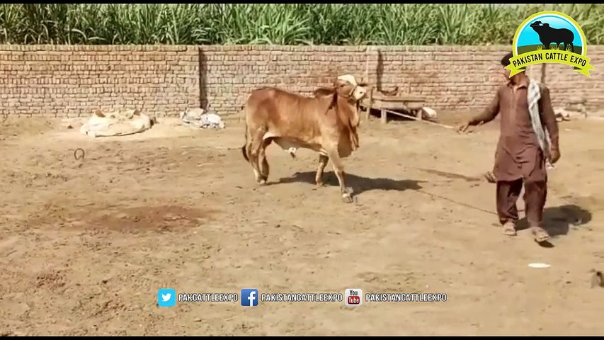 693 || Beautiful Qurbani Bull || 2018 || 2019 || Zabardast Nasli Janwar || video in URDU/HINDI