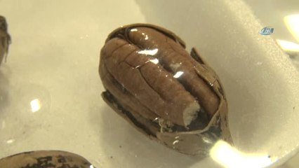 Bu Cevizi Eken Zengin Oluyor