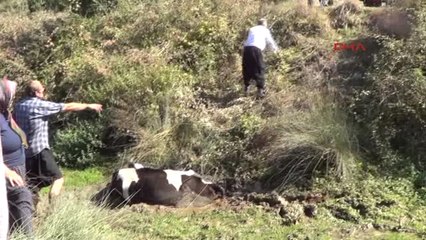 Kahramanmaraş Özel) - Bataklığa Saplanan İnek, 4 Saatte Kurtarıldı