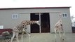 April and Oliver the Giraffe Playing Outside