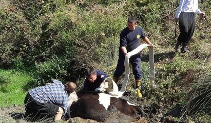 Bataklığa saplanan inek, 4 saatte kurtarıldı