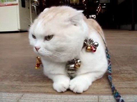 Billi mausi wala video new arrivals