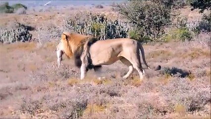 Male lion eats pigs head (Clear and Graphical)