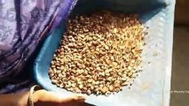 50 Years Olden Way Tamarind Seeds Vada Cooking in My Village - Great Taste