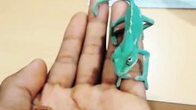 Thú cưng _thú vị....