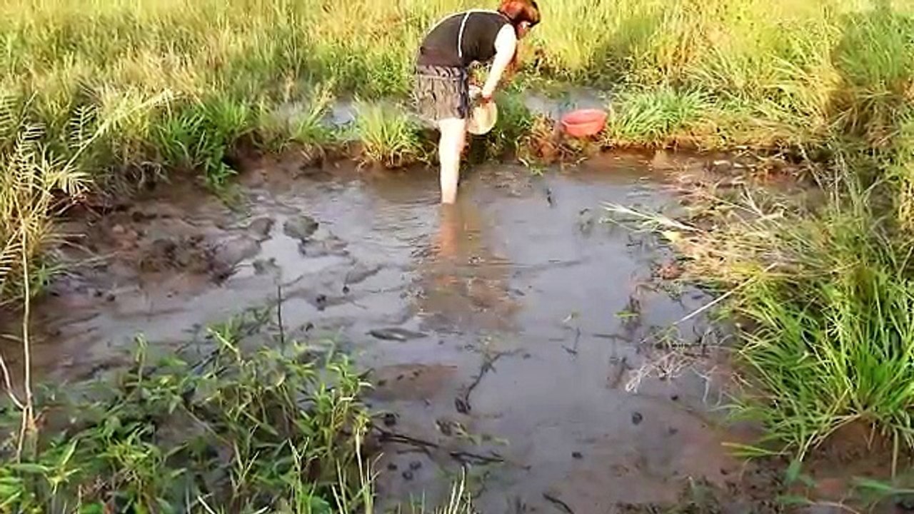 Wow! Beautifull Girl Fishing in Battambang - Khmer Net Fishing - Cambodia Traditional Fishing (196 )