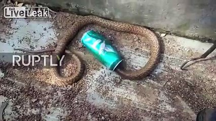 بالفيديو.. ثعبان أناكوندا يحشر رأسه داخل كانز صودا.. وهذا ما فعله