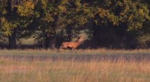 VIDEO(36). La Fédération de chasse reçoit ses invités