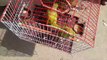 Pets & Animals Market visit multan pakistan Budgies lovebird cocktail parrot part 13