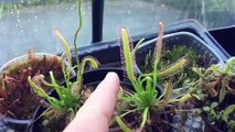 VENUS FLY TRAP SUNDEW AND SARRACENIA CARE UPDATE: A NEW GREENHOUSE FOR THE CARNIVOROUS PLANTS