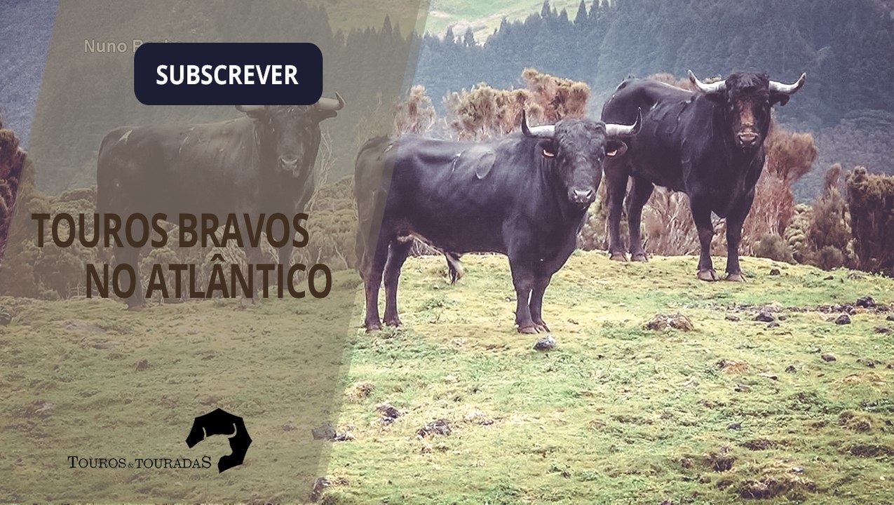 TOUROS BRAVOS NO ATLÂNTICO
