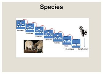 7.11A Identification of Organisms