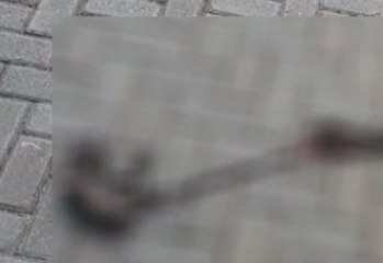 Una mujer mientras paseaba a su perro encontró un feto