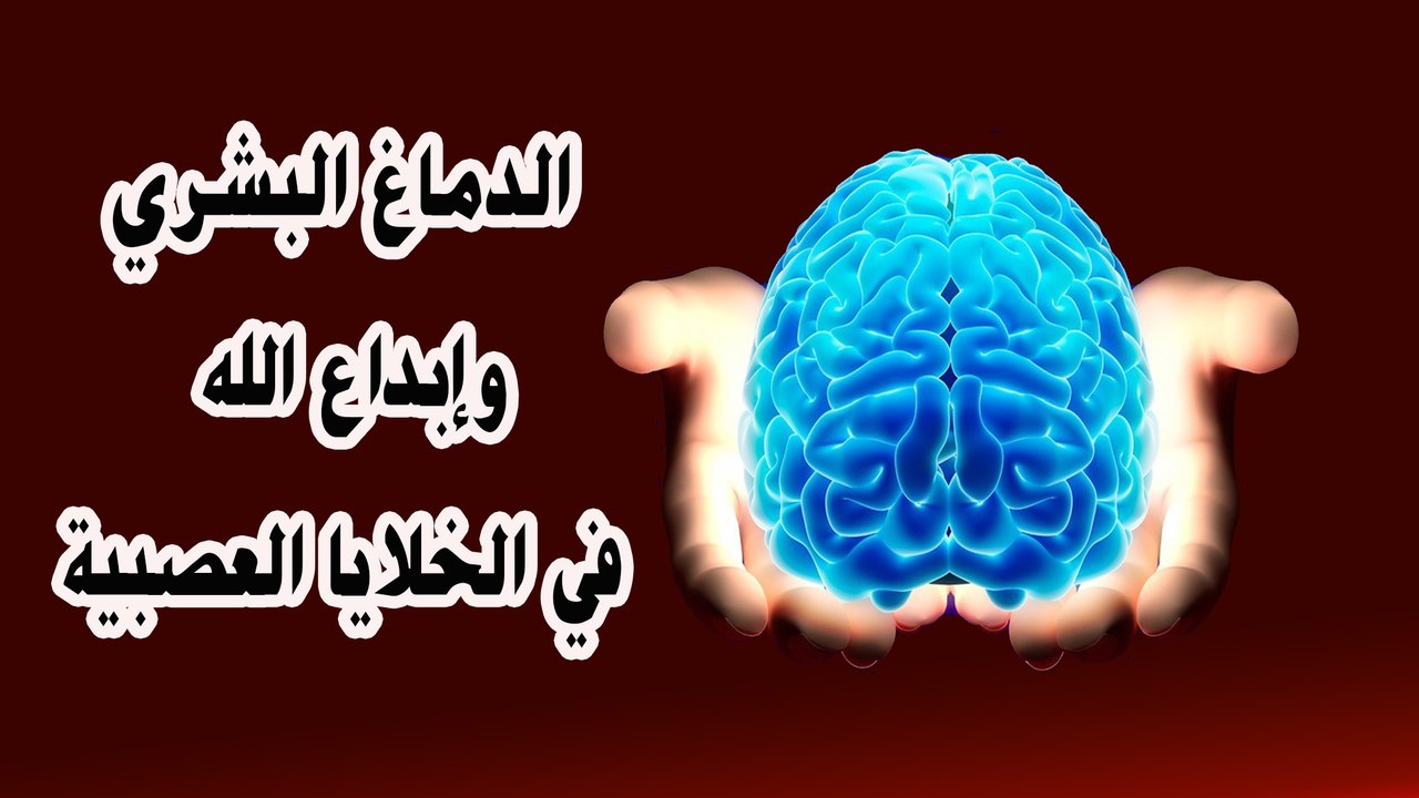 الدماغ البشري وابداع الله في الخلايا العصبية