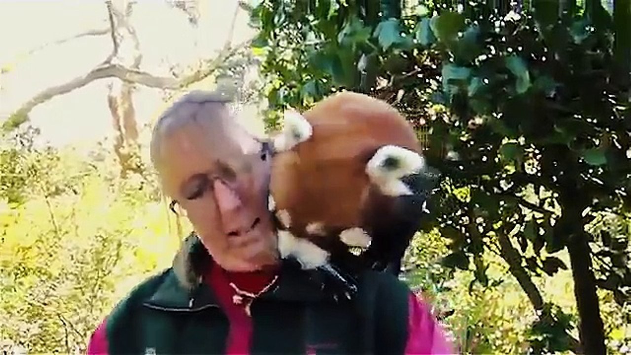 Funny red panda compilation