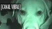 ¿Los perros pueden ver fantasmas? | Misterio paranormal