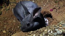 Mother Rabbit feeds 9 day old baby bunnies