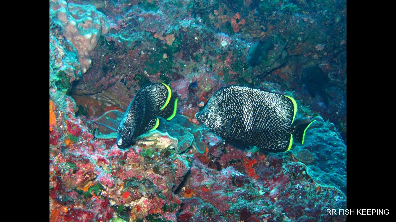 Most Expensive Tropical Fishes Ever Sold